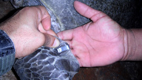 Flipper Tag